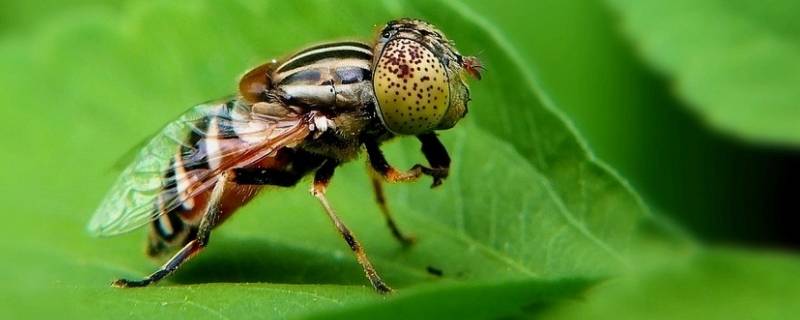 很小很小的苍蝇叫什么用什么药可以消灭(特别小的苍蝇叫什么)