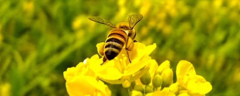 一只工蜂的寿命有多长(工蜂的寿命有多长时间?)