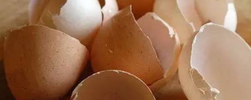 鸡蛋壳上长毛,鸡蛋外壳长毛