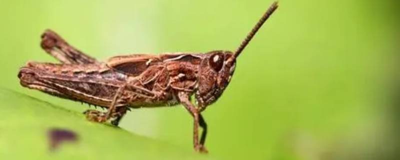 昆虫记灰蝗虫的特点和生活特征(昆虫记大孔雀蝶的特点和生活特征)