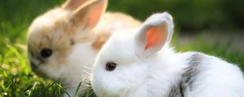 小兔子怎么叫 声音(小兔子怎么叫的拟声词)