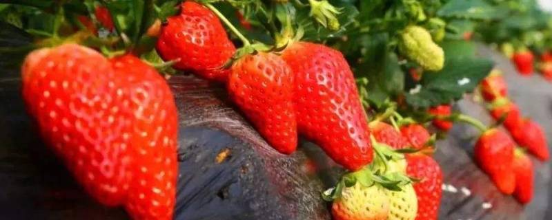 12月份草莓是反季水果吗(11月份草莓是应季吗)
