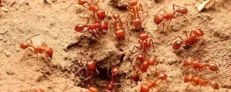 蚂蚁卵多久孵化(蚂蚁卵多久孵化出来)