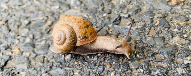 蜗牛怎么分公母的视频(蜗牛怎么分公母)