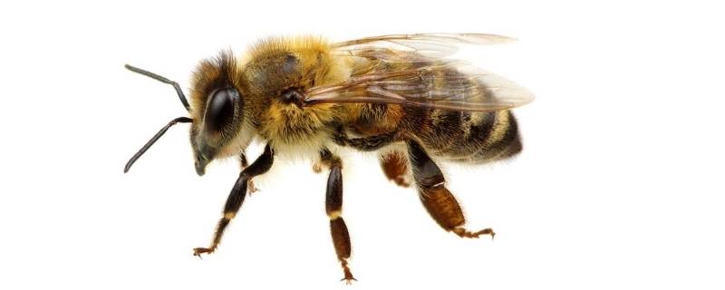 蜜蜂的本能是什么(蜜蜂的本领和特点)