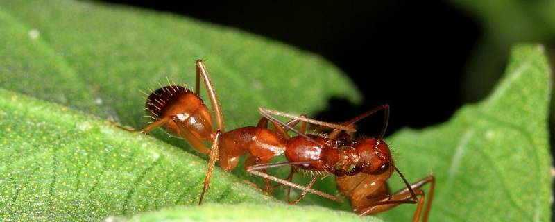 红蚂蚁长得什么样(红蚂蚁是什么样子的)