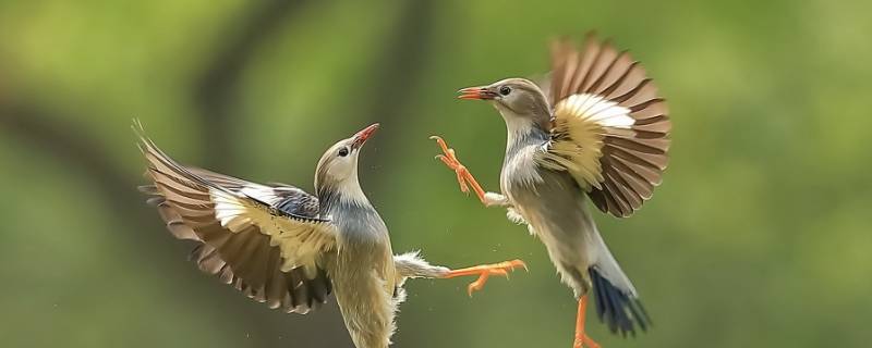 丝光椋鸟是几级保护动物(椋鸟是几级保护动物吗)
