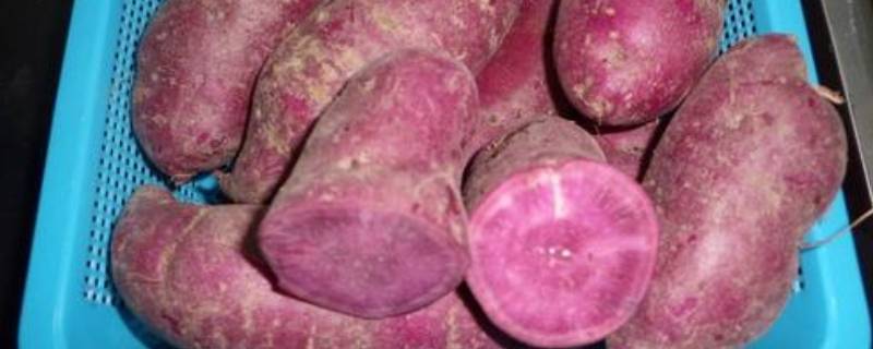 紫番薯是转基因食品吗?(紫薯是转基因食品么)