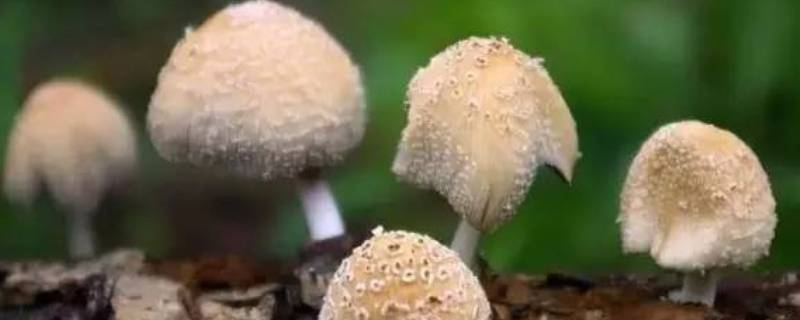 东北蘑菇种类大全及图片名称(东北野蘑菇的种类图片)
