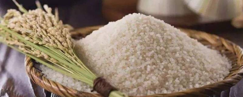 为什么超市大米不生虫是放添加剂吗(超市的米为什么不生虫)