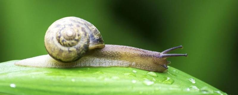 蜗牛的信息有哪些(关于蜗牛的信息)