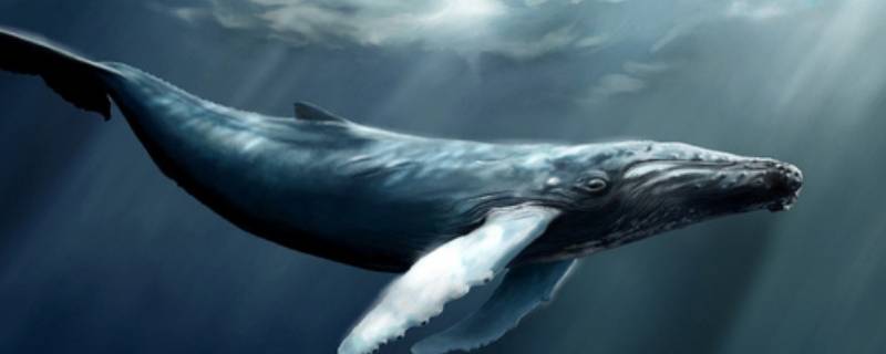鲸鱼的呼吸方式(鲸鱼怎样呼吸)