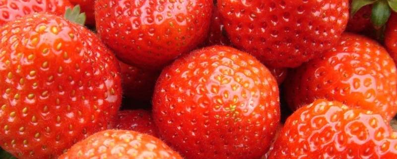 冬天草莓放冰箱能保存多久(草莓放冰箱可以保存多久)