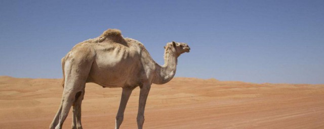 沙漠骆驼歌词(骆驼歌词lkf34)