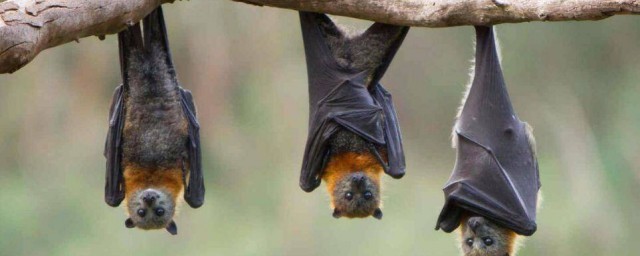 蝙蝠是兽类还是鸟类(蝙蝠是兽类还是鸟类为什么)