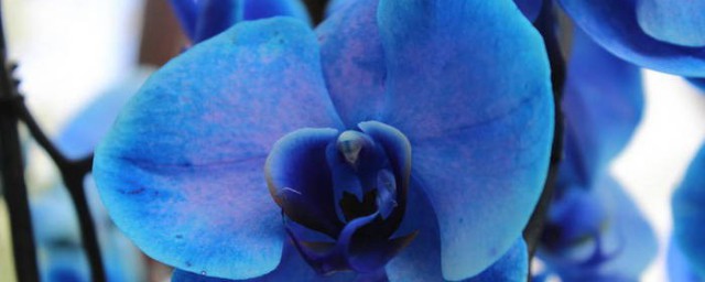 开蓝色花的兰花是什么品种(蓝色的兰花叫什么)