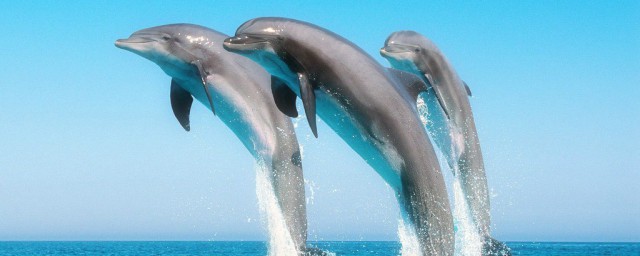 海豚的种类有几种,海豚分为哪几种