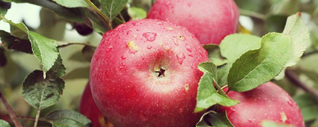 孕妇冬天能吃苹果吗,孕妇吃苹果的大禁忌