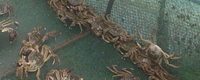螃蟹的养殖方法和注意事项,螃蟹的养殖技术及方法