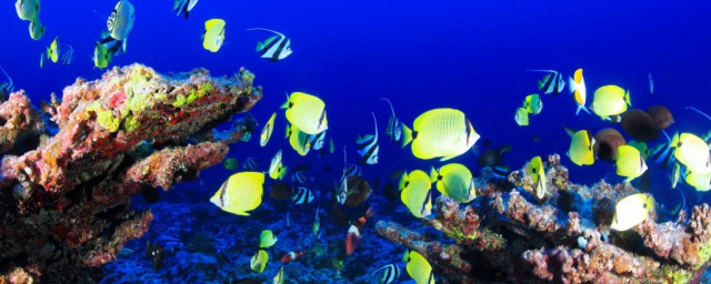 海底珊瑚色彩斑斓是因为什么(海底珊瑚色彩斑斓是因为体内)