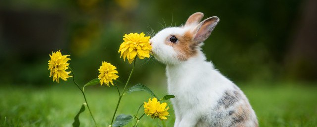 关于赞美兔子的诗句(赞美兔子的诗句有哪些)