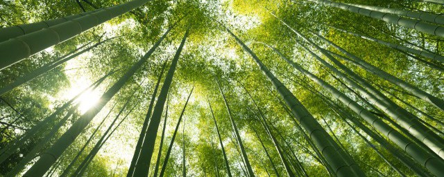 日本姬翠竹的养殖方法(翠竹的养殖方法)