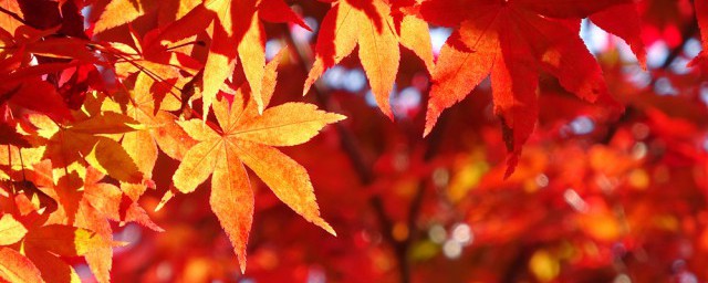 关于秋天丰收的诗句古诗,关于秋天丰收的诗句佳句