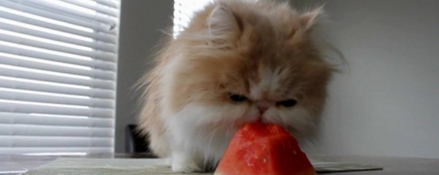 适合狗狗吃的水果(猫最爱吃的10种蔬菜)