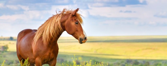 赛马牧场物语马的寿命一般有多长(马的寿命一般有多长?)