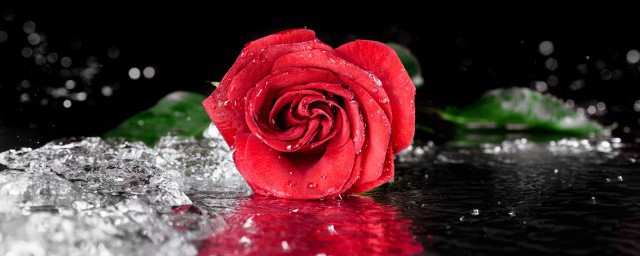 什么颜色的玫瑰花代表什么意思?(各种颜色的玫瑰花代表什么意思)