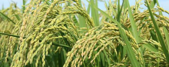 水稻后期管理方法(水稻苗期管理)