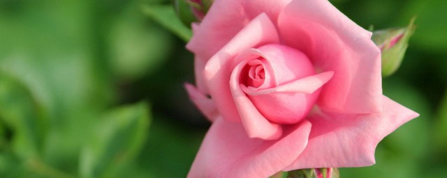 红玫瑰与粉玫瑰的花语(粉红玫瑰的花语代表什么)