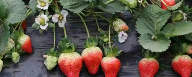 摘回来的草莓如何保鲜(买回来的草莓怎么保存)