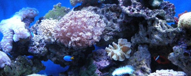 红珊瑚的保存方法(珊瑚能保存多少年啊)