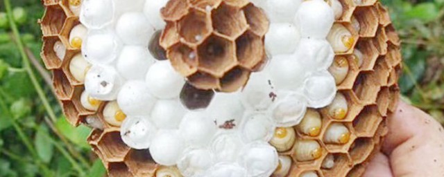 蜂幼虫的最佳食用方法会长胖吗(蜂幼虫的最佳食用方法视频)