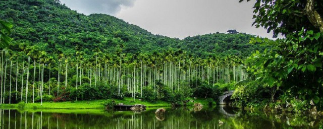 中国三大热带雨林(中国三大热带雨林分别是)