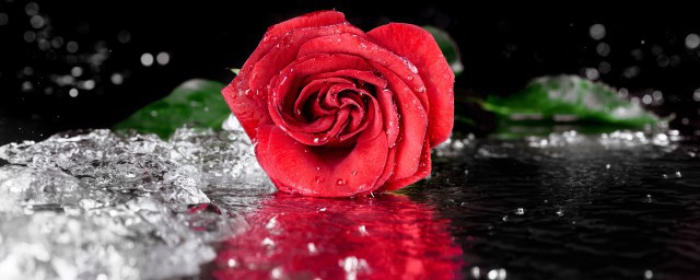 关于红玫瑰的唯美句子(关于红玫瑰的唯美短句)