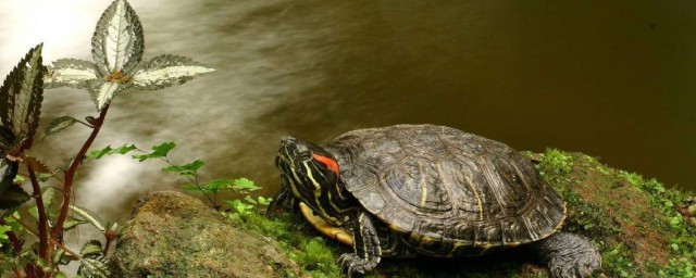 巴西乌龟什么时候进入冬眠期,乌龟什么时候进入冬眠期?