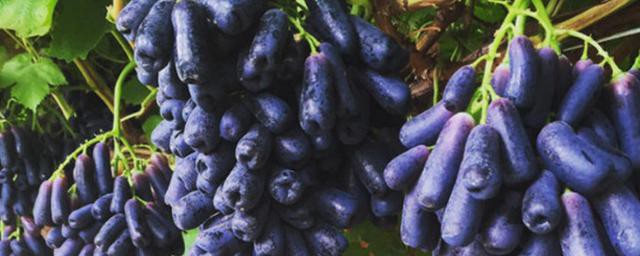 什么品种的葡萄最好吃,葡萄有多少种品种名字叫什么?
