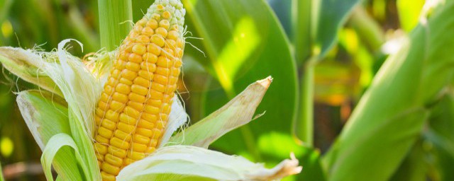 玉米常用除草剂(玉米田除草剂的使用方法)