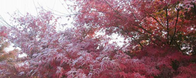 红枫和鸡爪槭的区别(鸡爪槭树和红枫的区别)