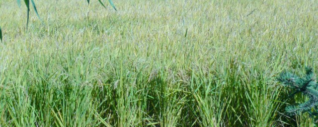 水稻的生长特点,水稻的生长环境和生长条件