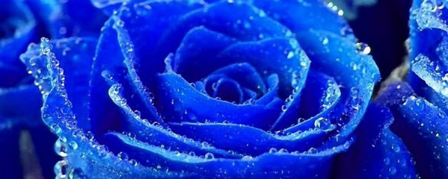 蓝色妖姬玫瑰花语是什么意思(蓝色妖姬玫瑰花语每朵代表什么)