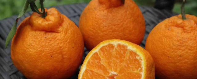 芦柑和丑橘有什么区别(芦柑是丑橘吗)