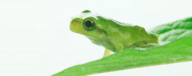 青蛙品种大全图及名称,青蛙有几种种类