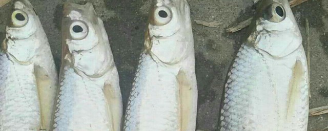白条鱼怎么吃(白条鱼怎么吃最好?)