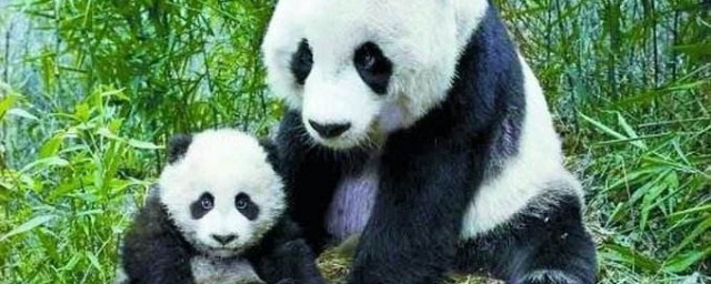 为什么熊猫那么大生的宝宝那么小,大熊猫生出来为什么这么小