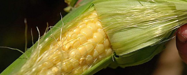 吃玉米须可以去胎毒吗,孕妇几个月可以喝玉米须去胎毒