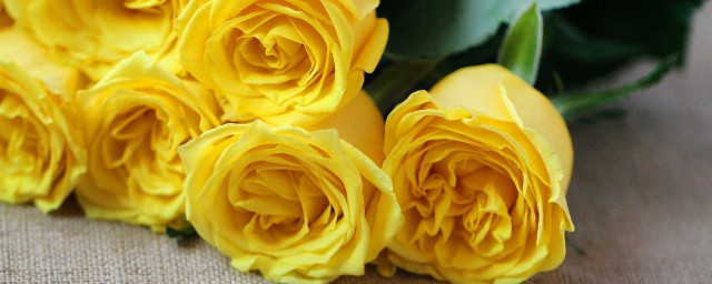 送女朋友黄玫瑰代表什么意思(送黄玫瑰是什么意思)