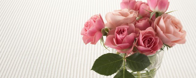 戴安娜和粉玫瑰的区别(粉玫瑰和戴安娜玫瑰区别)